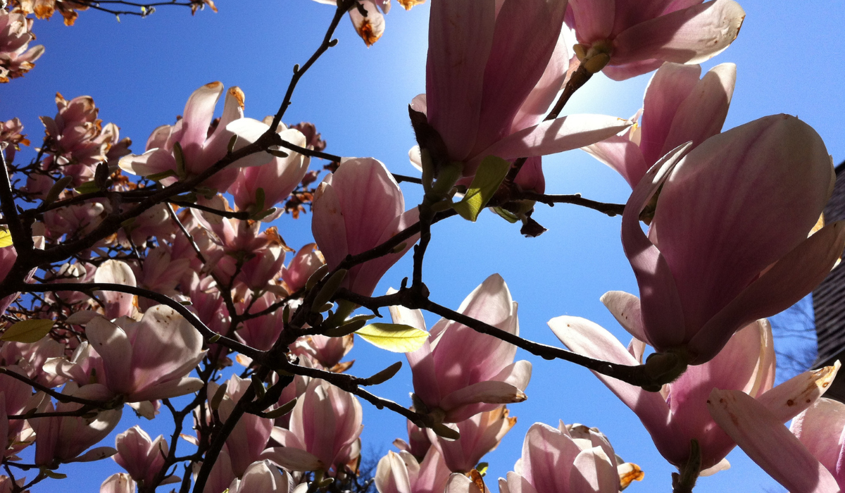 chicago spring flowers