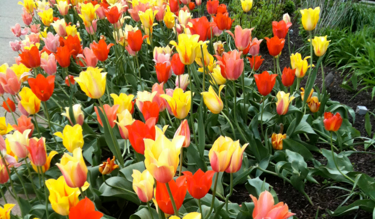 spring flowers in chicago