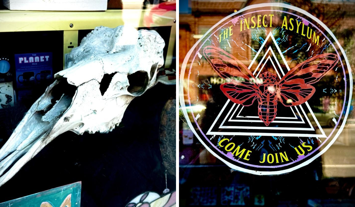 photos from the inset asylum in chicago; on the left is a photo of an animal skull and on the right is a sign on the door 